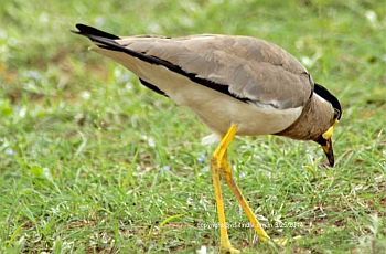 yellow wattled lapwing